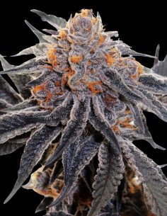 Cookies Sherbet (Oaseeds) Bulk Cannabis Seeds | On Sale!