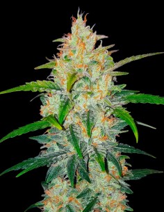 Zkittlez Auto (Oaseeds) Bulk Cannabis Seeds | Up To 30% Off
