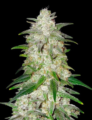 Gelato Auto Seeds (Bulk Legacy) 🍦 Creamy Citrus Flavor