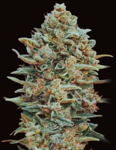 Gelato 33 (Oaseeds) Bulk Cannabis Seeds | Up To 30% Off