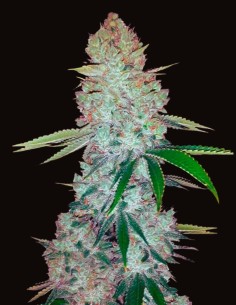 Gorilla Glue Auto (Oaseeds) Bulk Cannabis Seeds | On Sale!