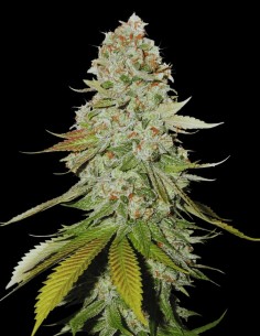 Gorilla Glue (Bulk Legacy) 🦍 Puissance Légendaire