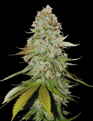 Gorilla Glue (Bulk Legacy) 🦍 Puissance Légendaire