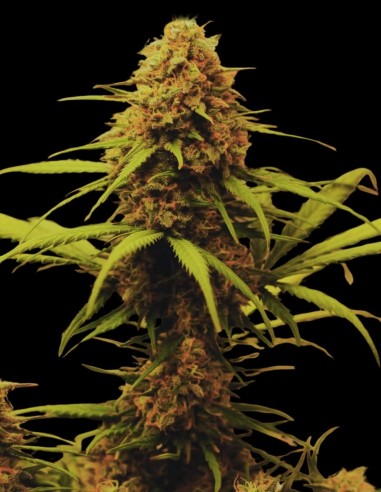 OG Kush Auto (Oaseeds) Bulk Cannabis Seeds | Up To 30% Off