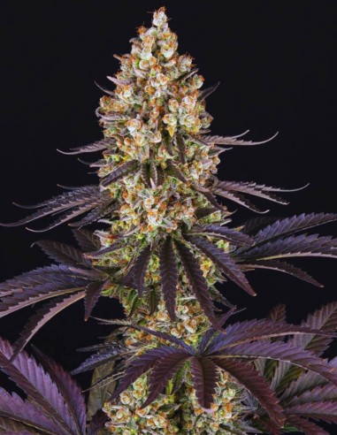 OG Kush (Oaseeds) Bulk Cannabis Seeds | Up To 30% Off