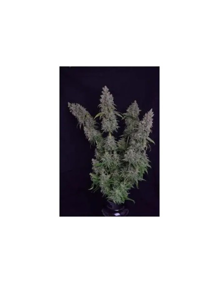 Octane Fire (Growers Choice) Feminized Seeds | Up To 30% Off
