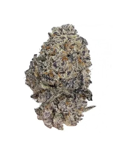 Original Oreoz Strain (Growers Choice) - Chocolate Flavor & 37% THC