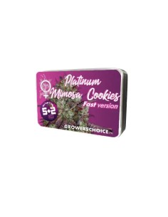 Platinum Mimosa Cookies (Growers Choice) - Purple and Fast 2