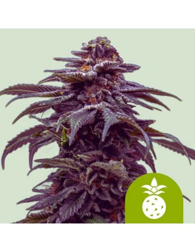 Tropicana Cookies Purple Auto (Royal Queen Seeds) - Autofloraison