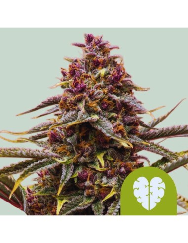 Pink Mist Auto (Royal Queen Seeds) 🫐 Saveur unique et rendement élevé