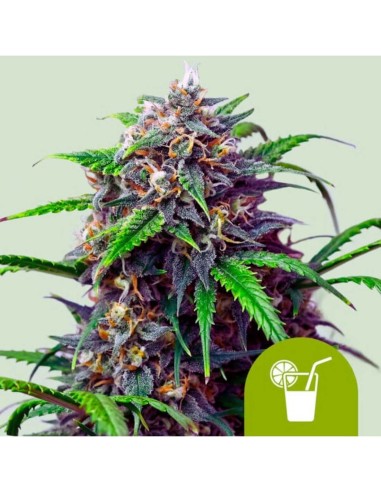 Purple Lemonade Auto (Royal Queen Seeds) 🍋 22% THC, douce et rapide