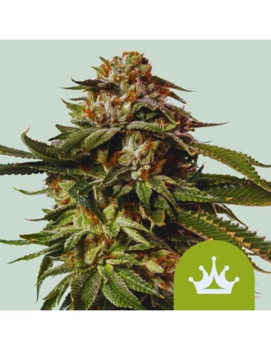 Special Queen 1 Auto Strain (Royal Queen Seeds) Dolce e stridente