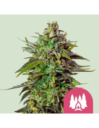 Larry OG Strain (Royal Queen Seeds) 🍋 Délicieuse saveur d'agrumes