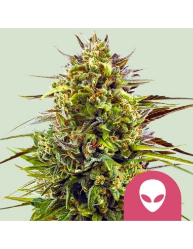 Alien OG (Royal Queen Seeds) 👽 Gran producción y 25% de THC