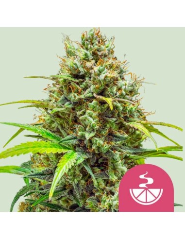 Lemon Skunk (Royal Queen Seeds) 🍋 Puissant et aromatique