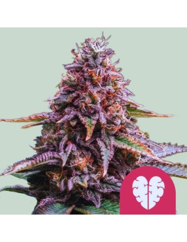 Pink Mist Strain (Royal Queen Seeds) 🍇 Energética y Sabrosa