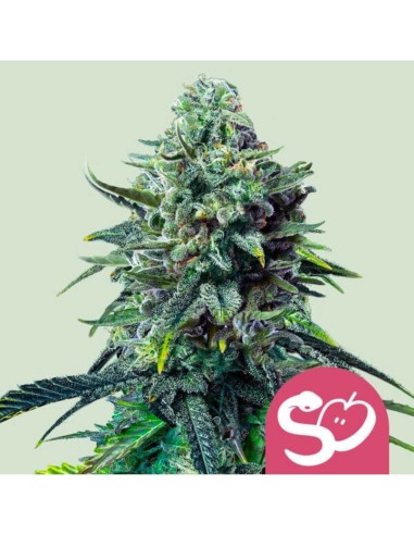 Forbidden Fruit Strain (Royal Queen Seeds) 🍬 Feminizada