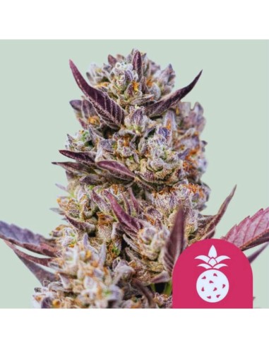 Tropicana Cookies Purple (Royal Queen Seeds) 🍍 Lila Knospen