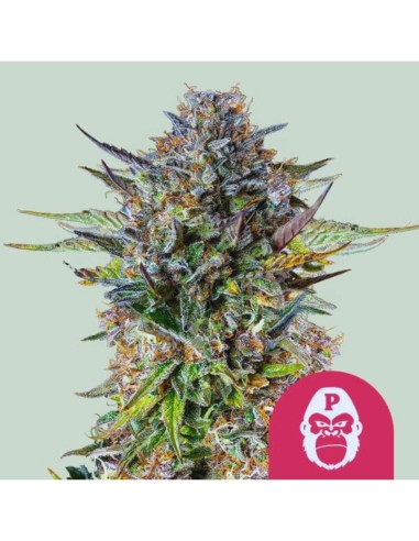 Pink Gorilla Strain (Royal Queen Seeds) 🦍 Süße Zitrusfrüchte