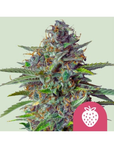 Strawberry Cough Strain (Royal Queen Seeds) 🍓 Süß & Potent