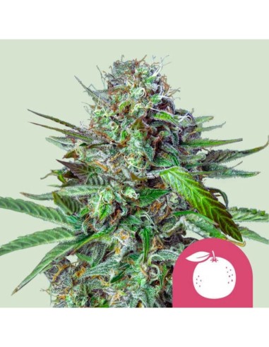 Tangie Strain (Royal Queen Seeds) 🍊 Colocón cítrico y energizante