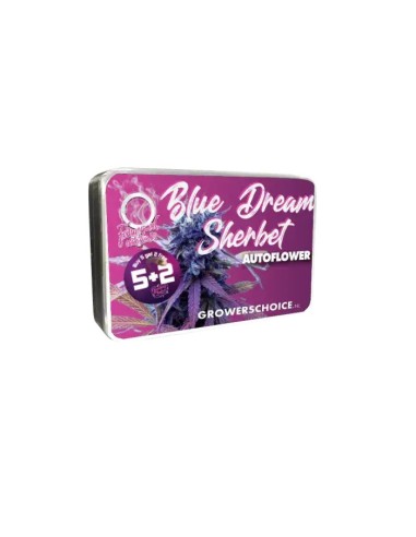 Blue Dream Sherbet Auto von Growers Choice Hanfsamen | Oaseeds