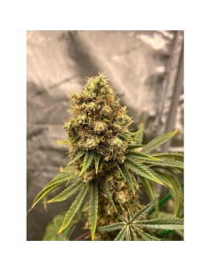 Cherry Zoap Auto (Growers Choice) - 30%+ THC, Fruity Aroma 2