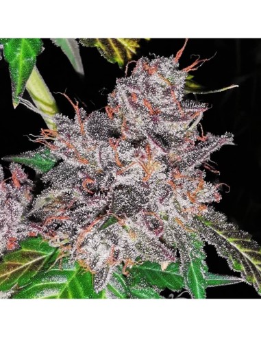 Rainbow Cake Strain (Pheno Finder Seeds) 🥭 Délices fruités et crémeux