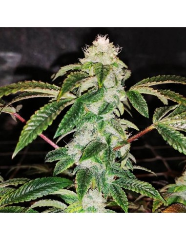 Sowah Sherbet Strain (Pheno Finder Seeds) 🍨 Einzigartige Terpene