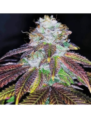 Squirterz Strain (Pheno Finder Seeds) 🍊 Colorful & Tasty