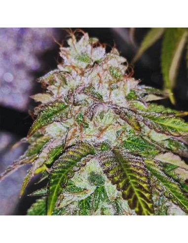 Kuntz 'N' Cream Strain (Pheno Finder Seeds) 🍪 Sabor a Galleta Cremosa