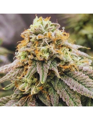 Pinkz Strain (Pheno Finder Seeds) 🍑 Sabor dulce y afrutado