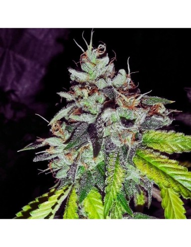 Britcoin Strain (Pheno Finder Seeds) 🥜 Délice crémeux et noiseté