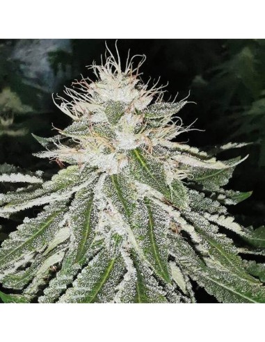 MAC 11 Strain (Pheno Finder Seeds) 👽 Aroma dolce, rese elevate