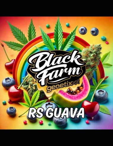 RS Guava Strain (Black Farm Genetix) 🥭 Saveur exotique, 30% THC