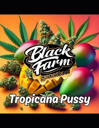 Tropicana Pussy Strain (Black Farm Genetix) 🥭 28% THC, Mango-Geschmack