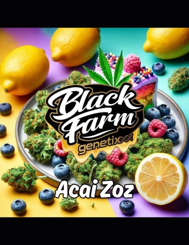 Acai Zoz Strain (Black Farm Genetix) 🍋 Sabor exótico, gran producción