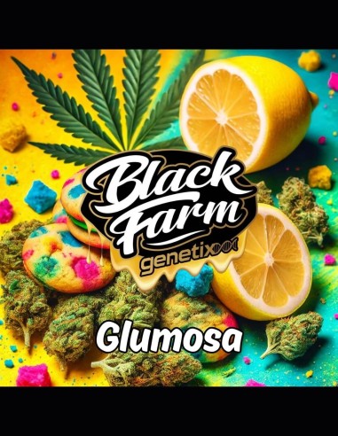 Cepa Glumosa (Black Farm Genetix) 🍪 Galletas dulces de limón