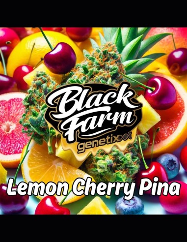 Lemon Cherry Pina Strain (Black Farm Genetix) 🍒 Saveur exquise