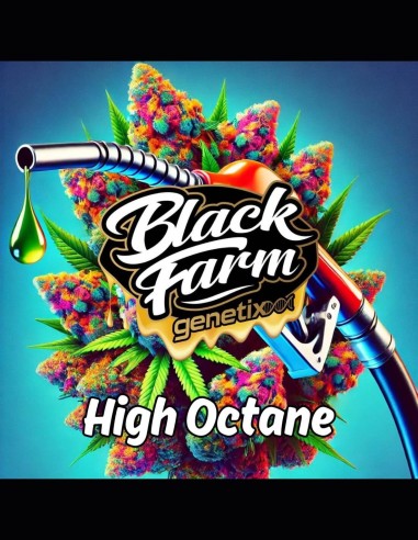 High Octane Strain (Black Farm Genetix) ⛽ Premium Diesel Flavor