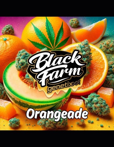 Orangeade Strain (Black Farm Genetix) 🍊 Tropisches Aroma