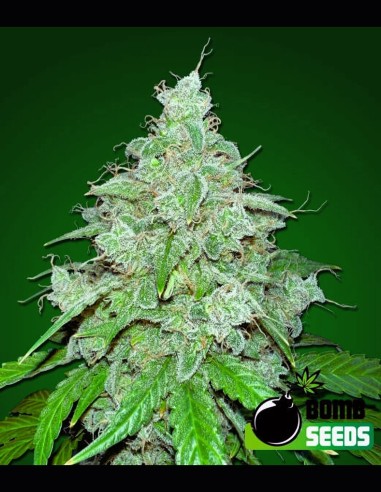 THC Fritters Auto (Bomb Seeds) 🍬 Alto THC y Sabores Dulces