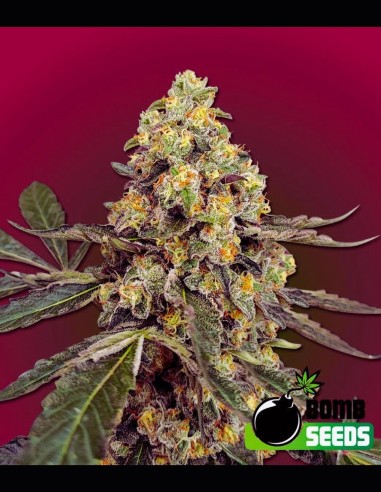 THC Fritters Strain (Bomb Seeds) 🍎 25% THC, douce et puissante