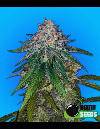 Zkittlez Gum Bomb Strain (Bomb Seeds) 🍋 25% THC, Chicle cítrico