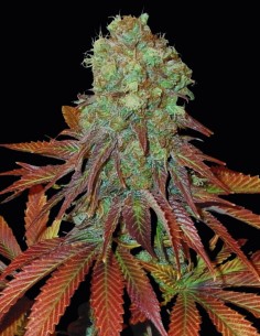 Somango Seeds (Oaseeds) 🥭 Tropical Mango Flavor