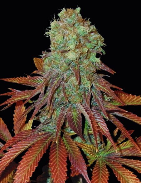 Somango Seeds (Oaseeds) 🥭 Tropical Mango Flavor