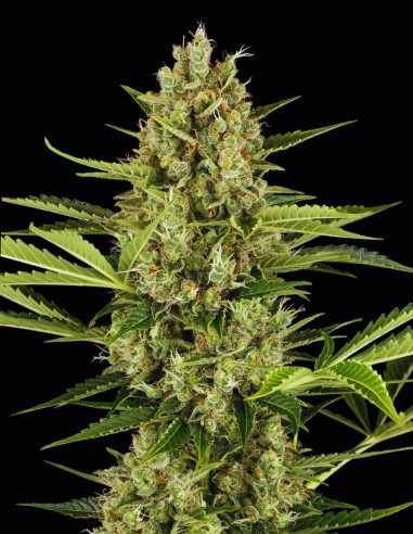 Jack Herer Auto (Sensi Seeds) ⭐ Legendary Genetics