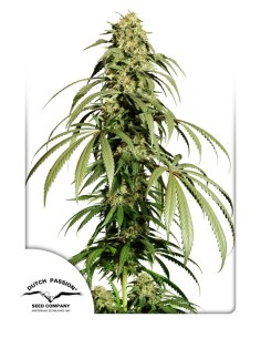 Ice Cream Haze Strain (Dutch Passion) 🍦 25% THC, XXL Yields