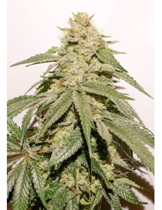Ice Cream Haze Strain (Dutch Passion) 🍦 25% THC, XXL Yields 2