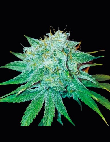 The Stinking Rose Strain (DNA Genetics) 🌹 Sabrosa y productiva